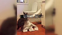 Kangaroos  Funny Kangaroos laying [