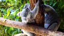 Cute Koalas Playig  Funny Koala Bears [Funny Pets]