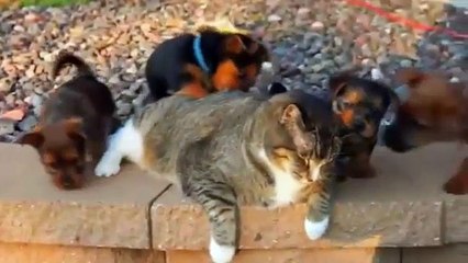 Funny puppies video compilation / Funny dogs