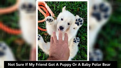 10+ Puppies That Are Too Adorable To Be Real