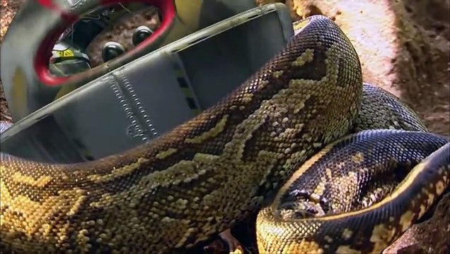 SEA OTTERS Animals for children. Kidsw