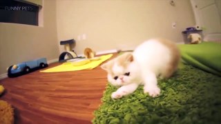 w  Cute Funny Cats Compilation [Funny Pets]