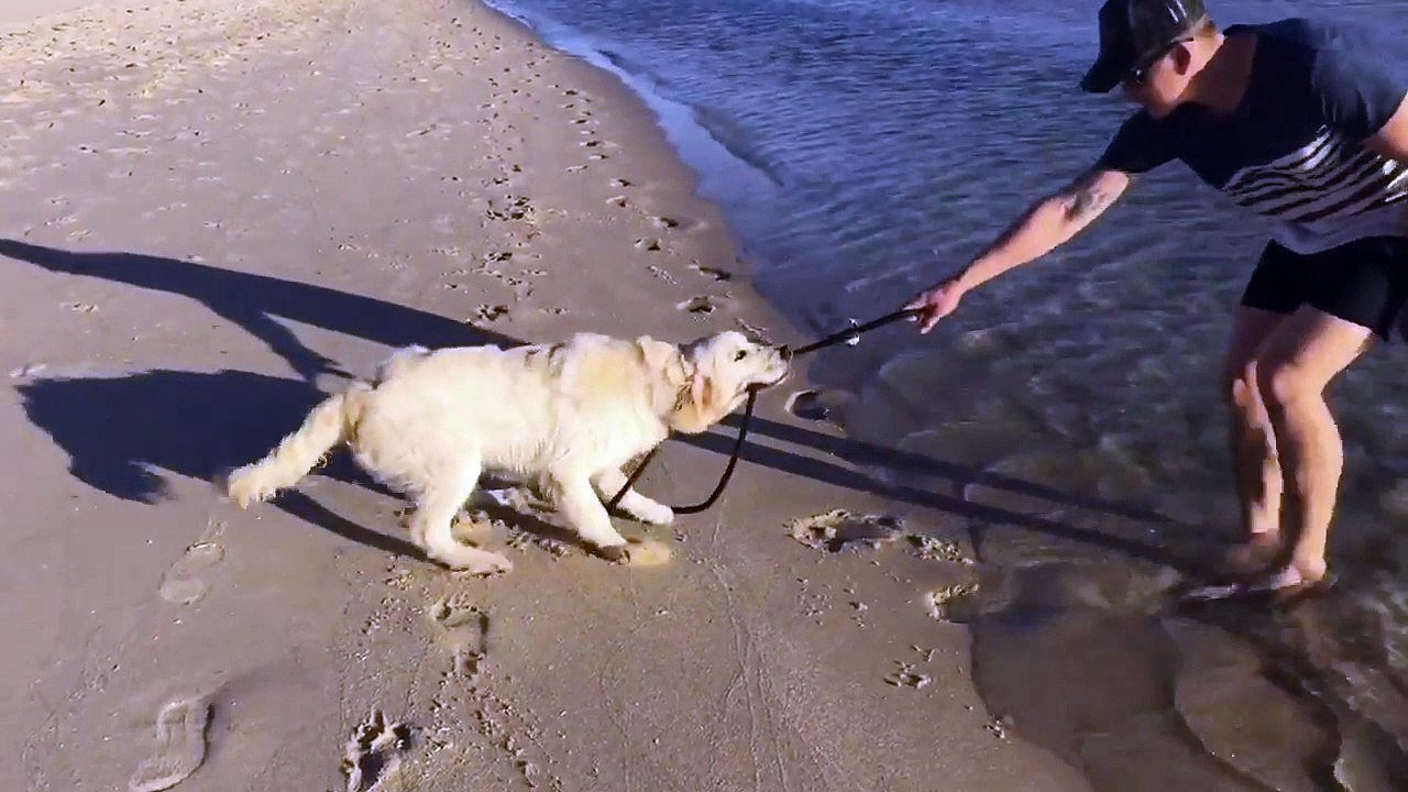 Ce chien n'aime pas trop sa laisse !