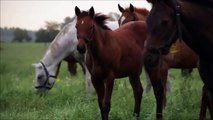 Horses for Kids -deo - Farm Animals Fun