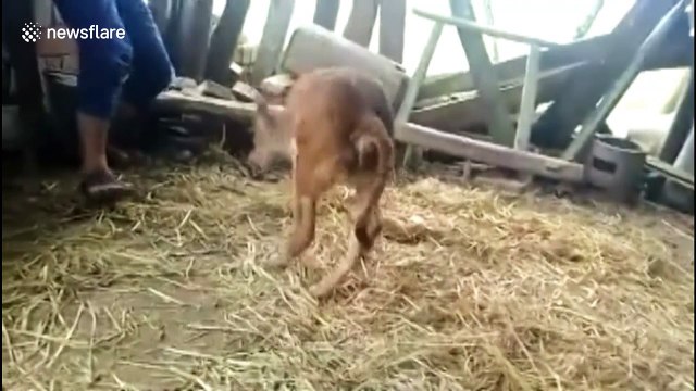 Calf born with only two legs