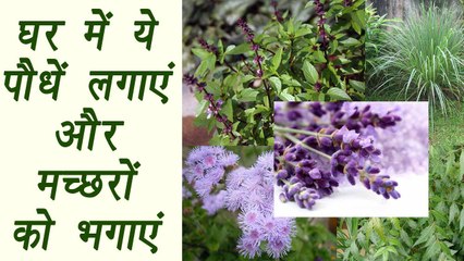 8 Mosquito repelling plants | ये 8 पौधें आपके घर को रखेंगे मच्छरों से दूर | Boldsky