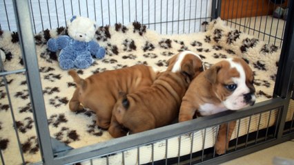 Bulldog Anglais chiot 2017