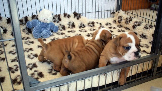 Bulldog Anglais chiot 2017