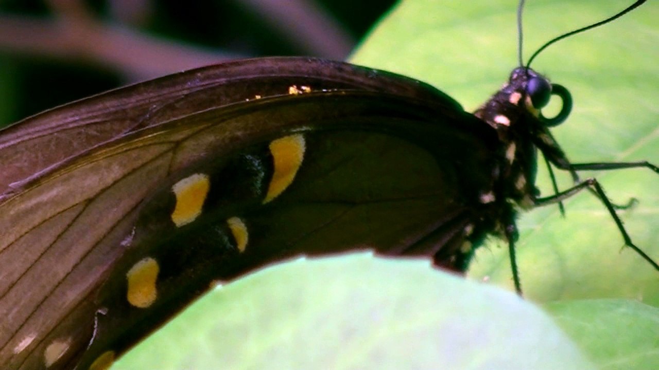 Butterflies are insects in the macrolepidopteran clade Rhopalocera from the order Lepidoptera