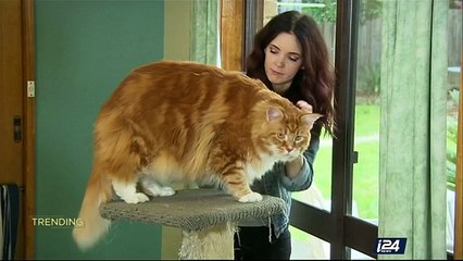 TRENDING | Omar is a cat ... and much bigger than Garfield | Friday, May 19th 2017