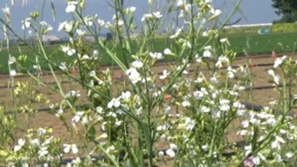 Yenişehir'de 400 Bin Dekar Alan Suya Kavuşuyor