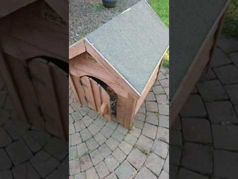 Grumpy Dog Isn't in the Mood for Visitors