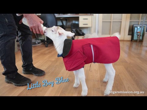 Cute Lamb Can't Contain Excitement While Having a Bottle
