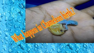 Chameleon birth || Weird situation in this video || World Weird facts