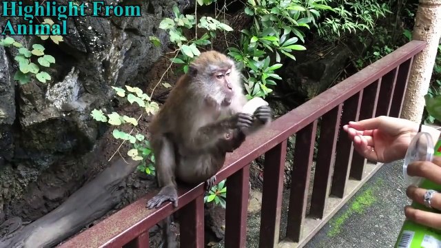 Funny Monkeys Stealing Things Compilation 2017 [NEW]