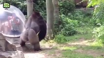 [MP4 360p] latest all zoo Animals Attacks on man 2017 viral