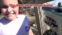 Pet Shark Feeding Pig & Goats @ Petting Zoo Toy Sharks For Children