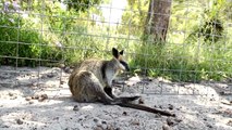 Kangaroos  Funny Kangaroos Playing [Funny Pets]