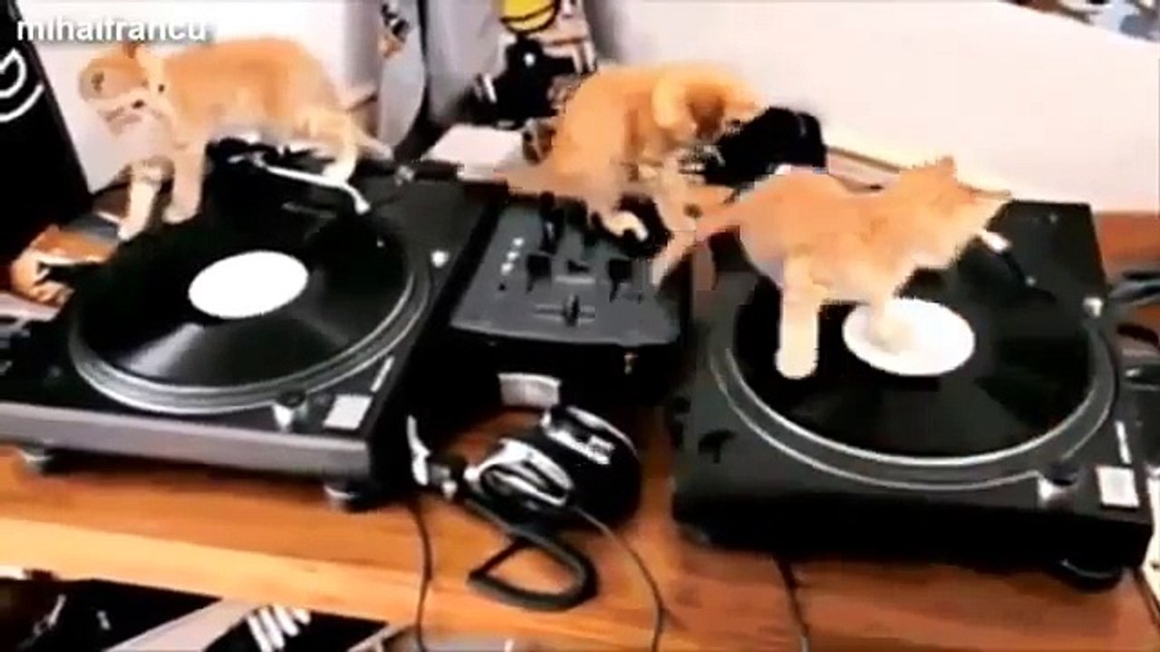 VIDEO Clip Funny Gifs With Sound Compilation 2015 Funny Animals Edition