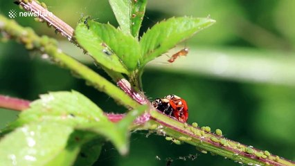 Ladybirds caught on camera mating