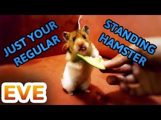 Here's an Adorable Hamster Eating a Lovely Cucumber