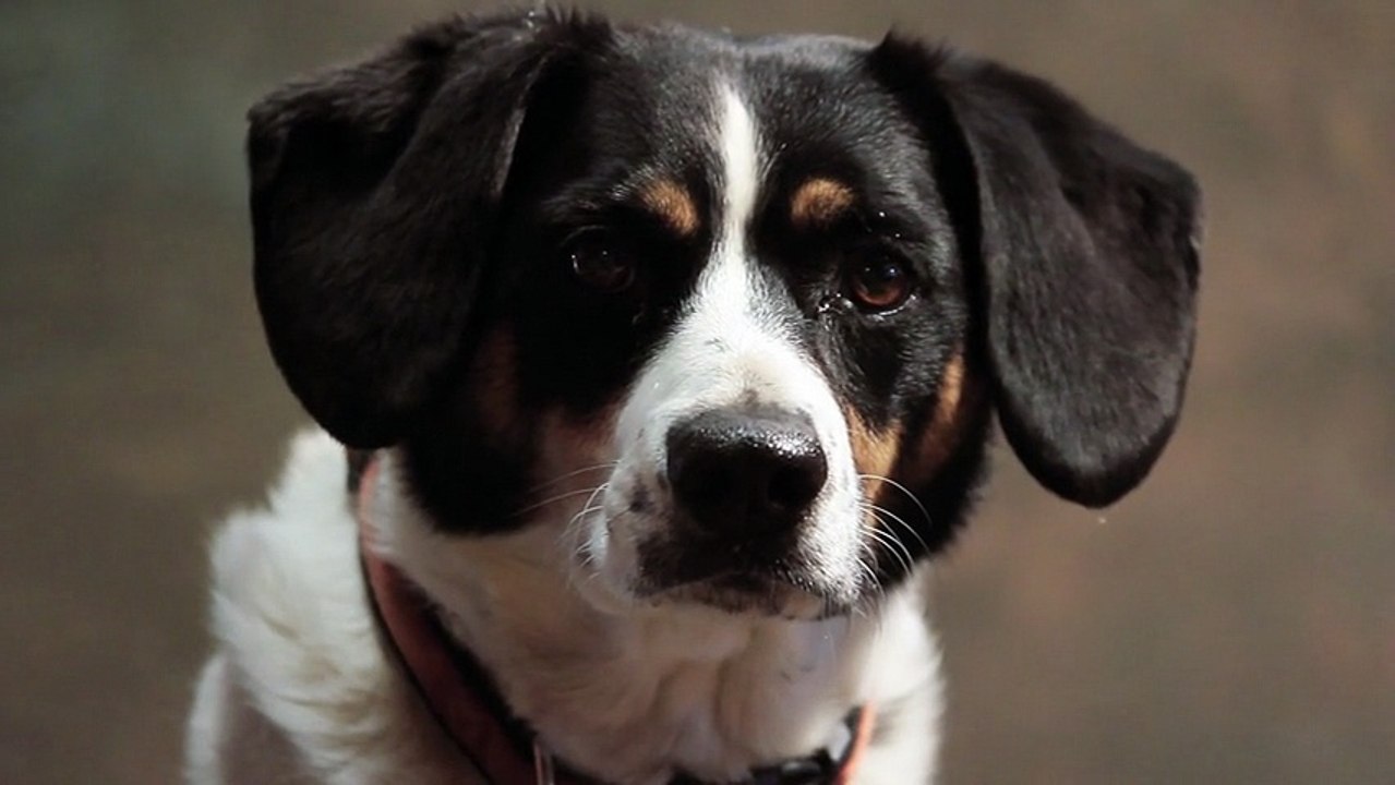 Dog Face Free Video