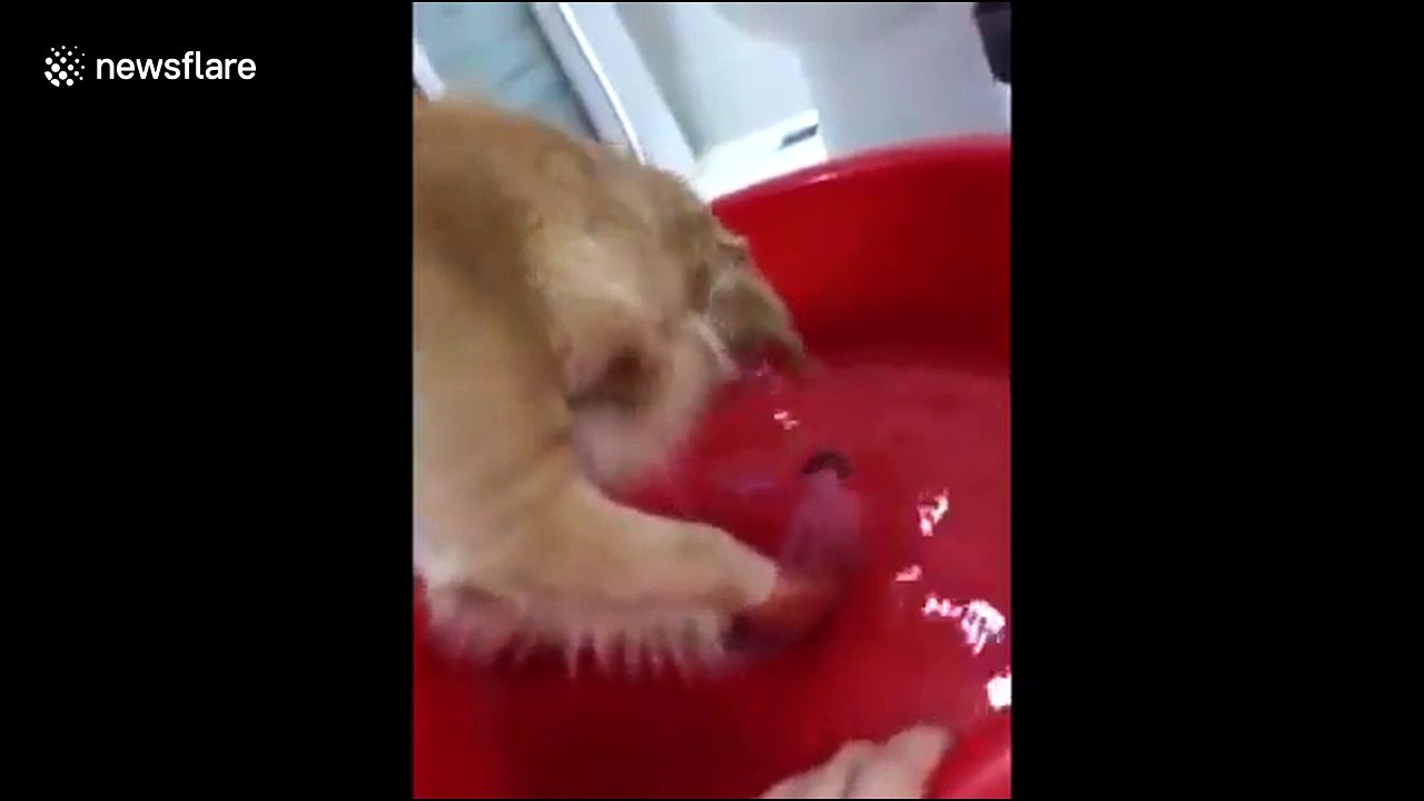 This dog really loves bath time