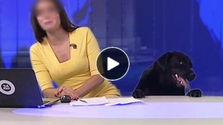 Dog interrupts female news anchor during live broadcast