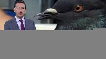 En Tiempo Real | La paloma disfrazada de "El Chapo" llevaba droga en mochilita