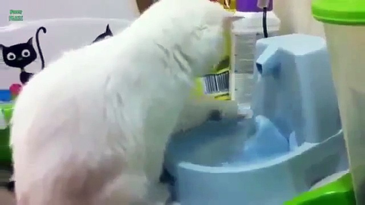 Funny Cats home animals 2015/2016