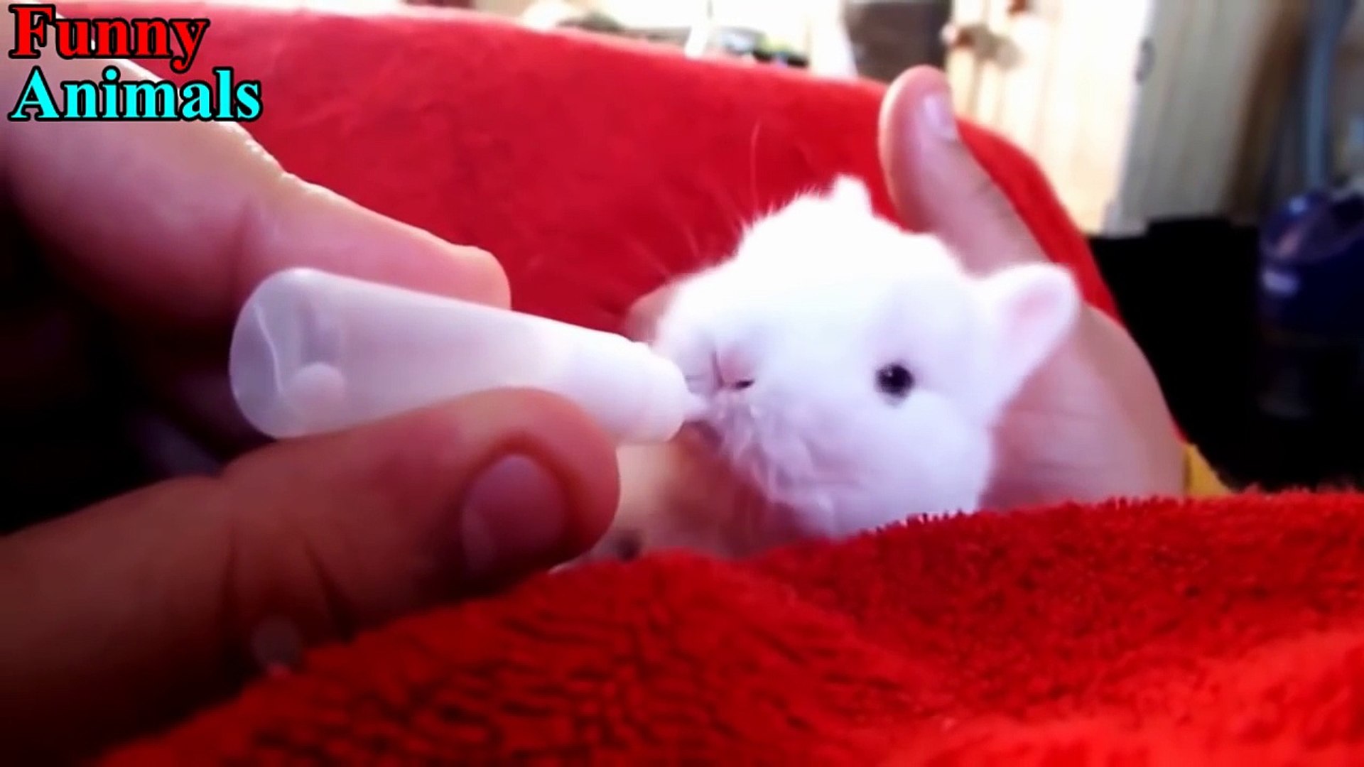 Funny Baby Bunny Rabbit Videos Compilation - Cute Rabbits