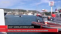 Ceset sandılar domuz çıktı!