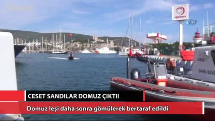Ceset sandılar domuz çıktı!