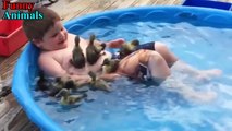 09.Cute Duckling - Funny Baby Duck Videos Compilation - AWW