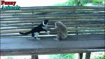 10.Laughing with Monkeys - Funny Monkey Videos Compilation 2017