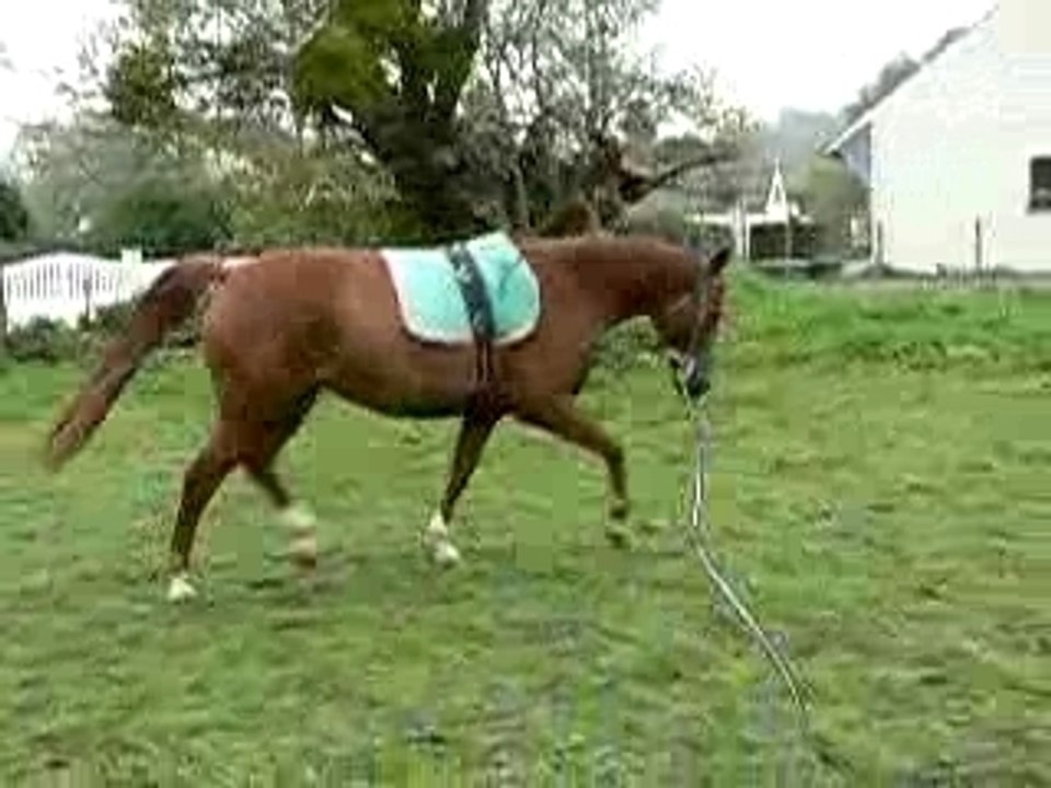 equilonge trot