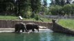 Take a Swim with the Oregon Zoo's Elephants