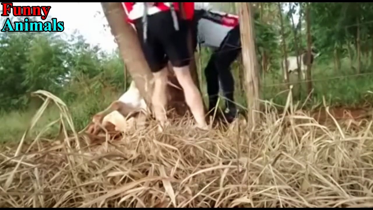 Real Life Heroes►Great People Saving Animals Lives►People Help Animals Compilaion