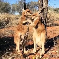 Kangaroo Buddies