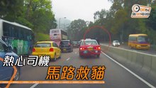 Watch this young man risking his life to save a cat
