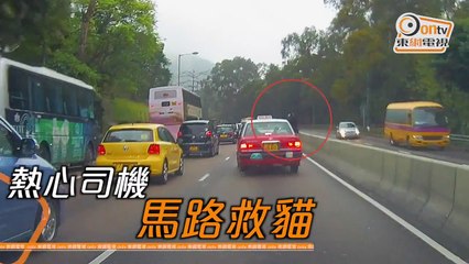 Watch this young man risking his life to save a cat