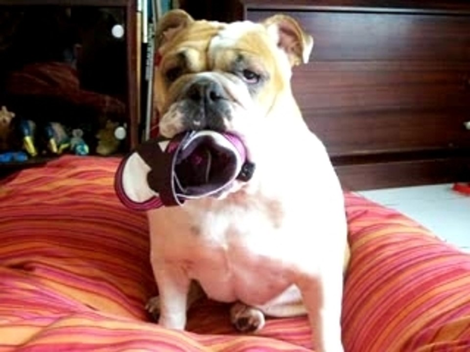 bully