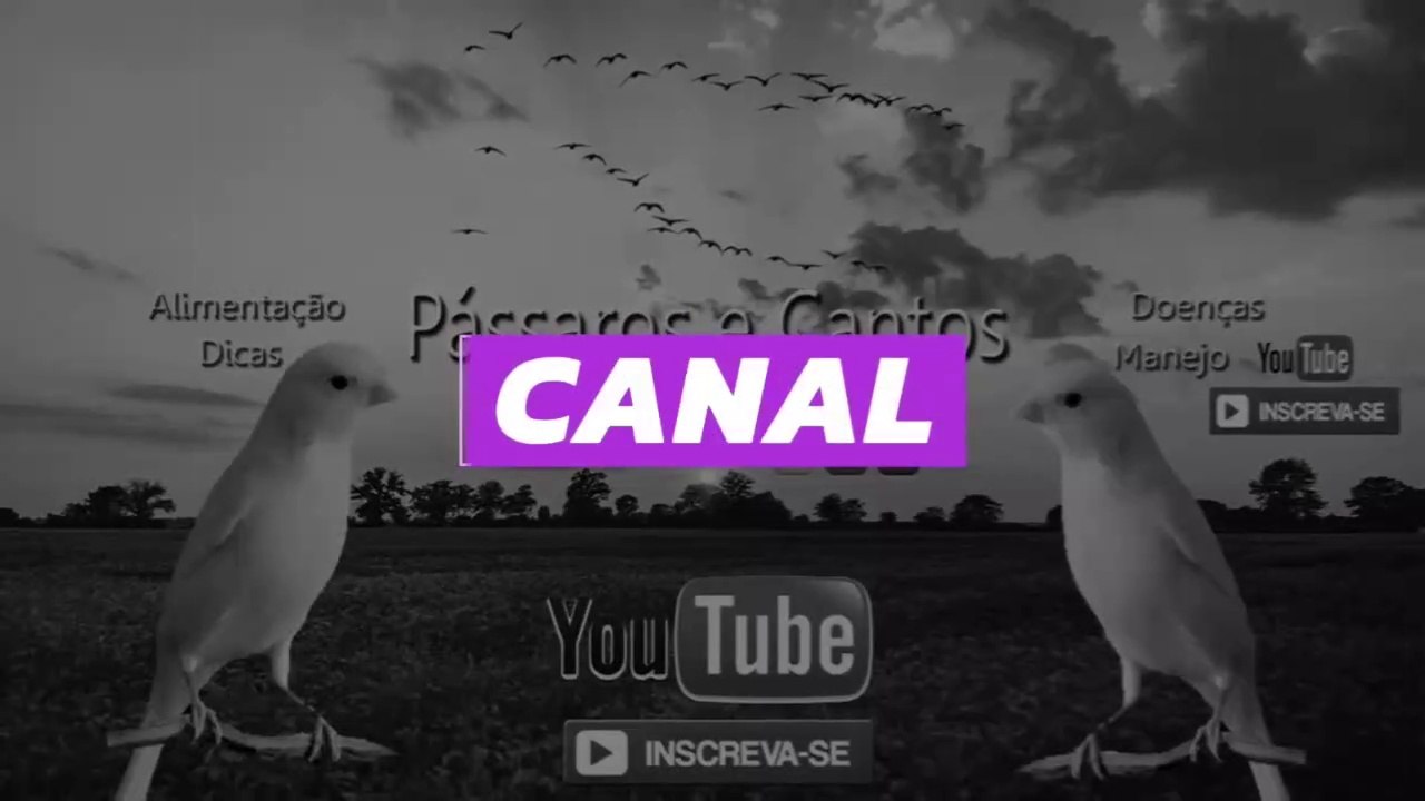 Patativa - Saiba Tudo Sobre sua criação