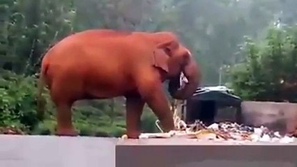 Heart wrenching video showsnelephant eating trash from a bin