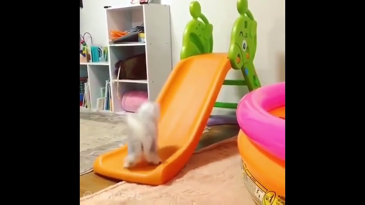 Funny Cats Compilation 2016 - Best Funny Cat Videos Ever