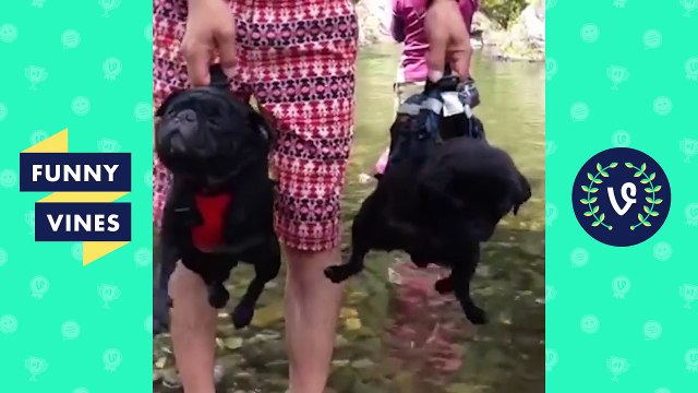 TRY NOT TO LAUGH or GRIN - Funny Animals Vines Compilation 2017 | Funny Vines