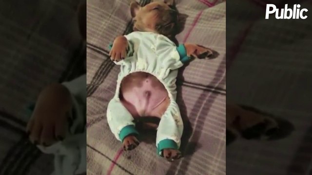 Vidéo : Le chien qui a le rythme dans la peau !