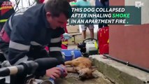 Firefighter performs CPR on dying dog-mpPSAsLXc0U