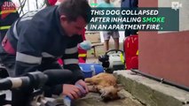 Firefighter performs CPR on dying dog-