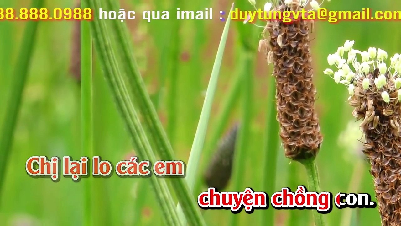 Karaoke - Chị Tôi - Nhạc Sống Cha Cha Cha Hay Nhất 2017